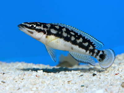 Юлидохромис Масковый